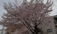 「桜の花は清い、しかし人間は欲深い」🍑